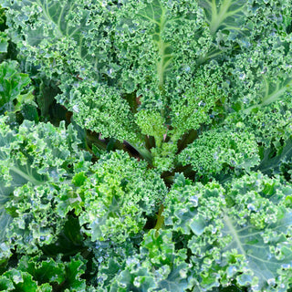 Kale, Westlander