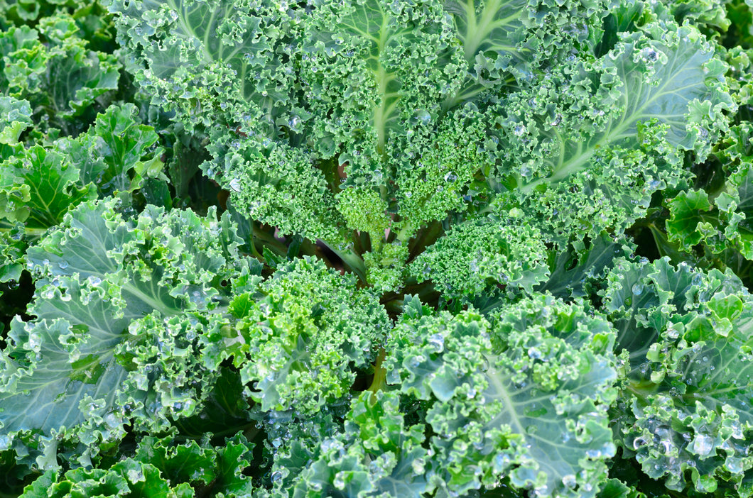Kale, Westlander