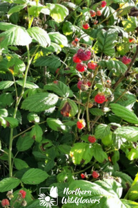 Wild Raspberries