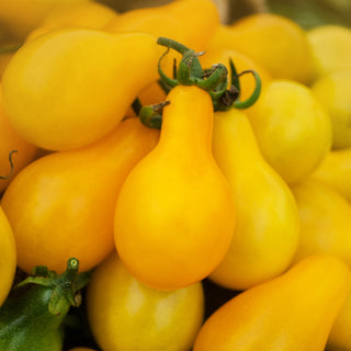 Tomato, Yellow Pear Seeds