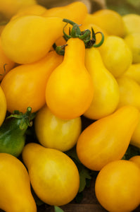 Tomato, Yellow Pear