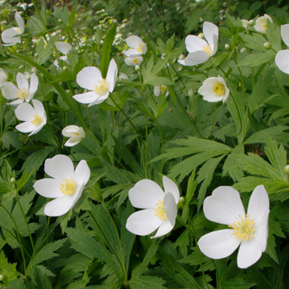 Canada Anemone seeds