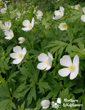 Load image into Gallery viewer, Canada Anemone