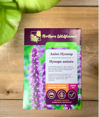 Hysope anisée