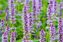 Load image into Gallery viewer, Anise Hyssop