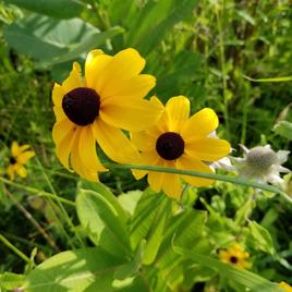 Easy To Grow Wildflower Collection