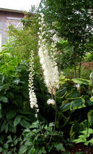 Load image into Gallery viewer, Black Cohosh