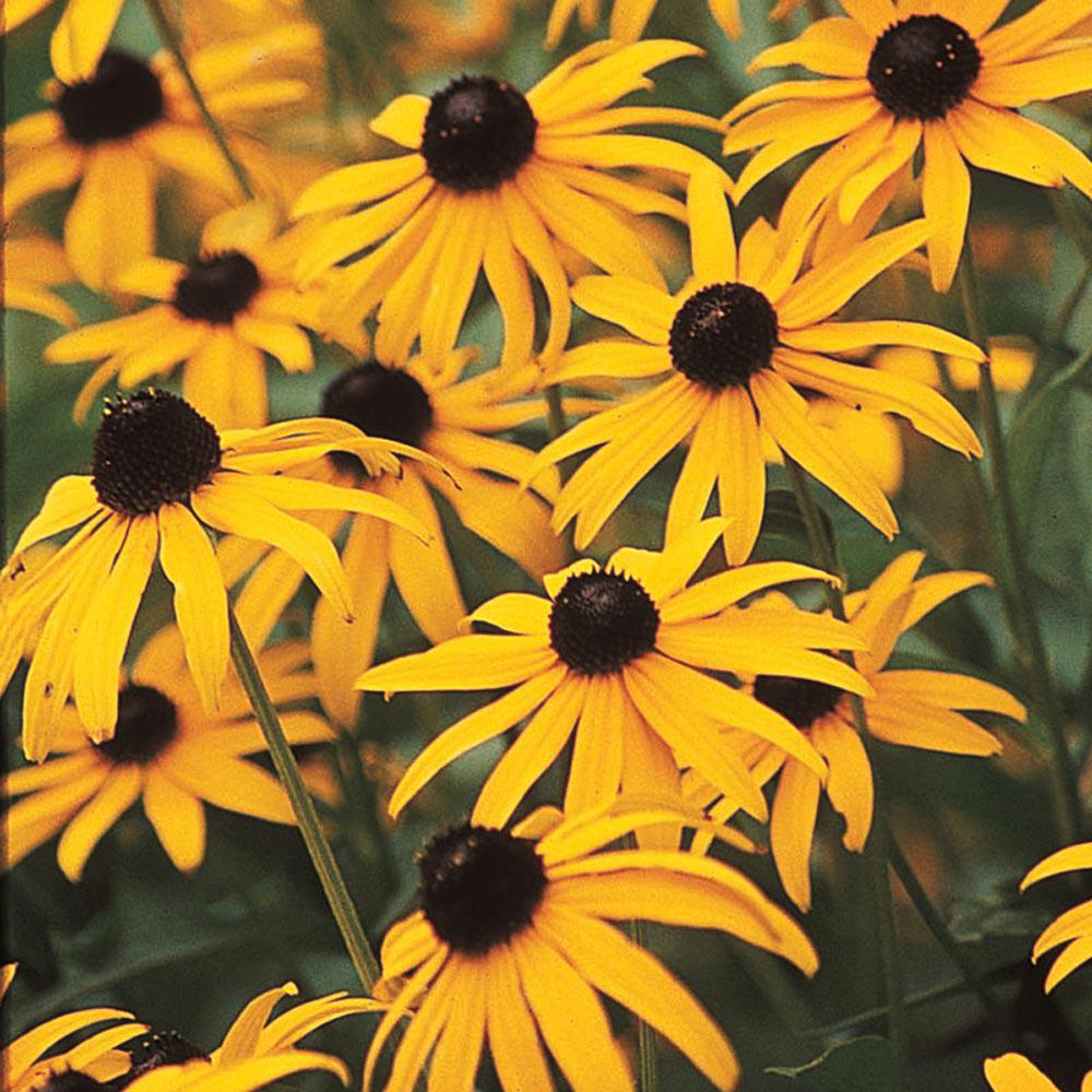 ontario wildflower seeds For the Butterflies Wildflower Seed Collection – Northern Wildflowers