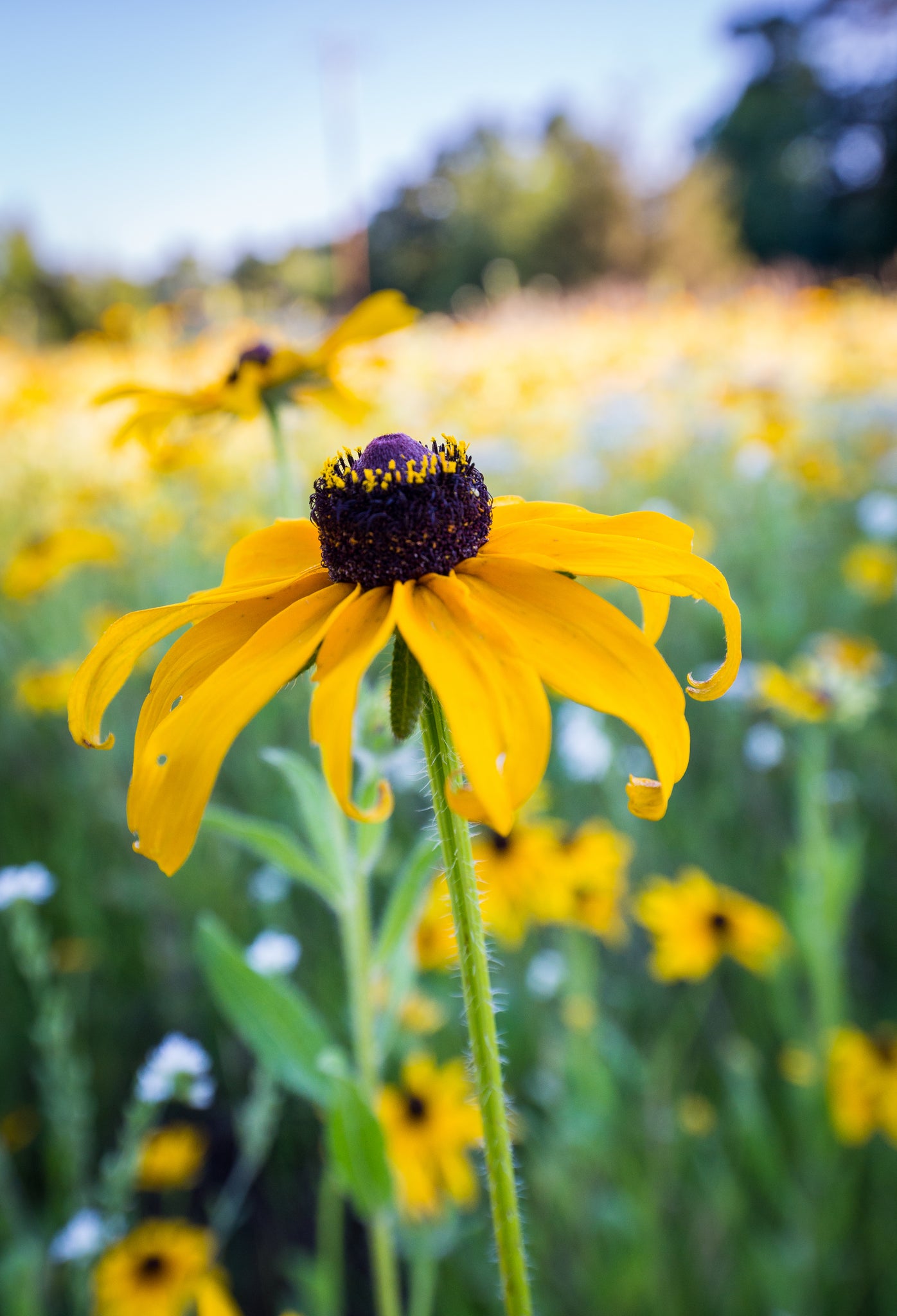 2000 Sweet Black Eyed Susan Wildflower Seeds - Perennial, Mylar Packet, 2024 Harvest