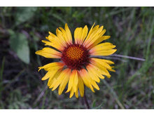 Load image into Gallery viewer, Easy to Grow Wildflower Seed Mix