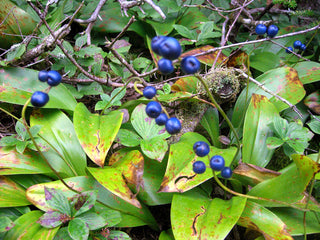 Mélange de semences de fleurs sauvages à mi-ombre