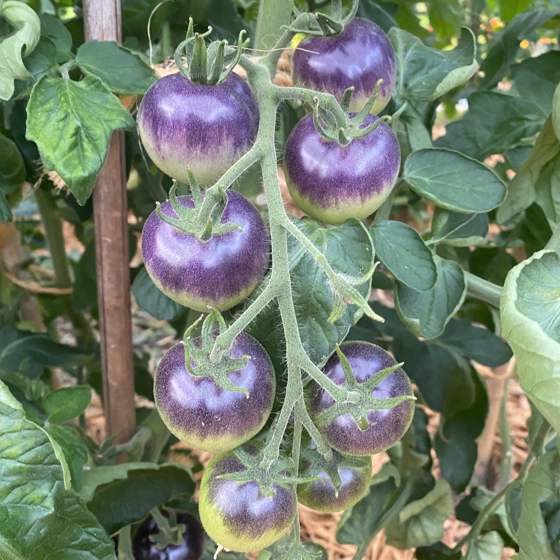 Blueberry Tomato Seeds