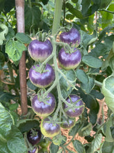 Load image into Gallery viewer, Tomato Blueberry