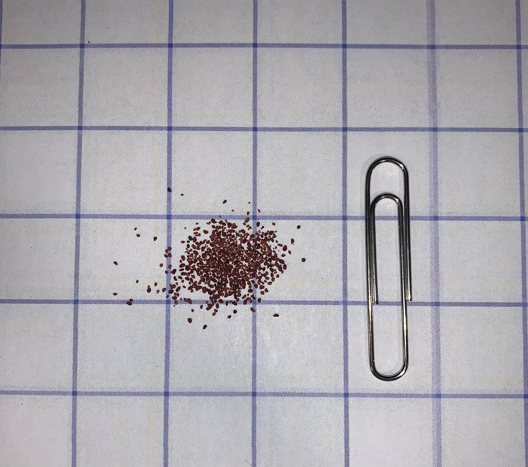 Wild Lowbush Blueberry