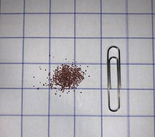 Bleuet à feuilles étroites