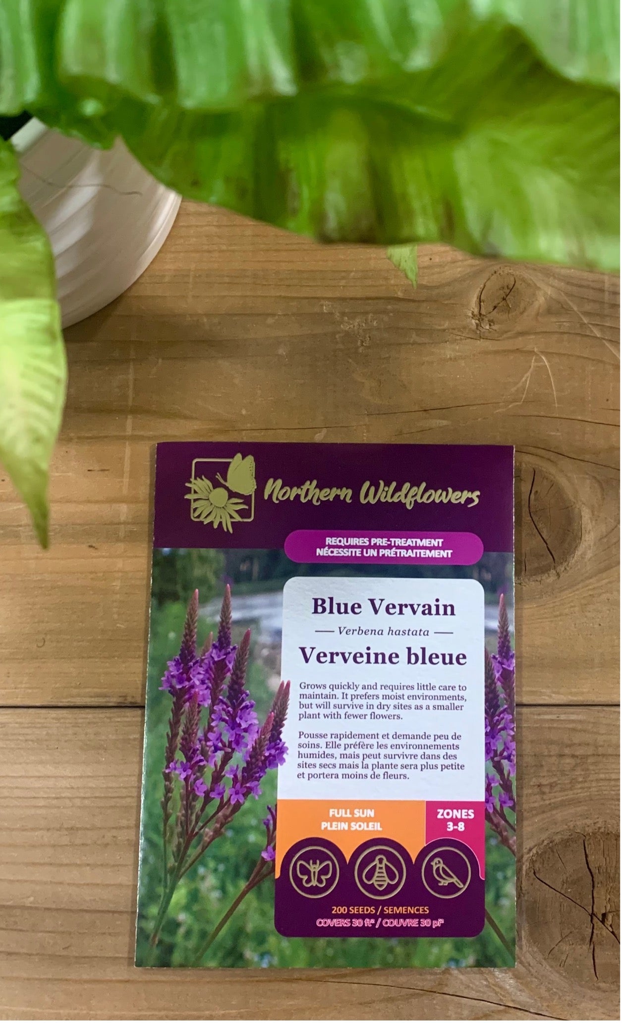 Blue Vervain: Verbena hastata • Native Plant Connection Blue Vervain: Verbena hastata • Native Plant Connection