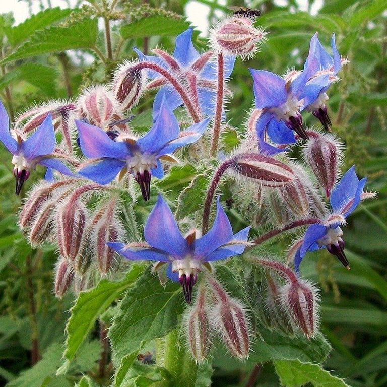 Culinary Wildflower Collection