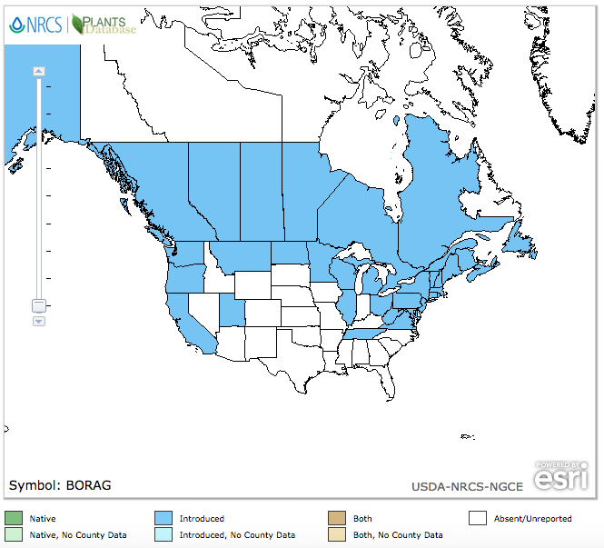 Bourrache officinale
