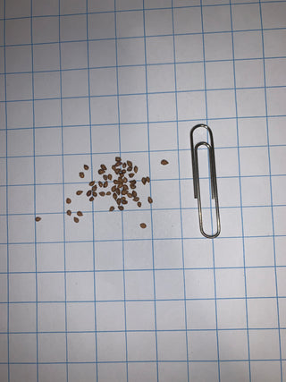 Cornouiller quatre-temps