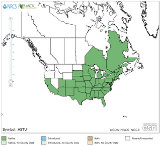 Asclépiade tubéreuse