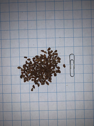 Asclépiade tubéreuse