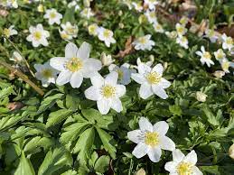 Mélange de semences de fleurs sauvages à mi-ombre