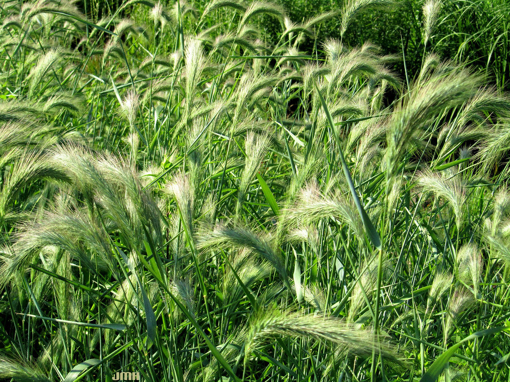 Lakeshore Wildflower Seed Mix