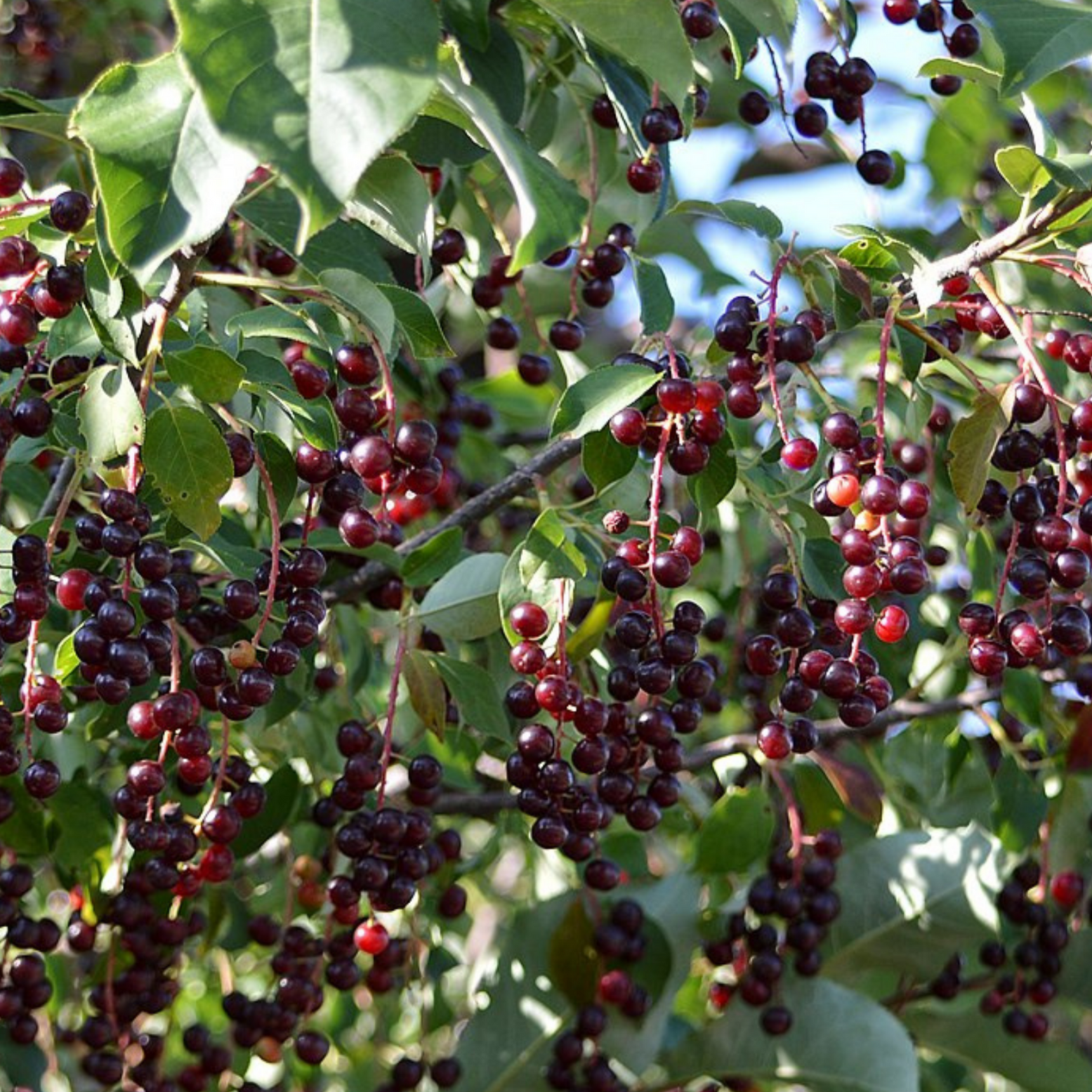 planting chokecherry seeds Chokecherry – Northern Wildflowers