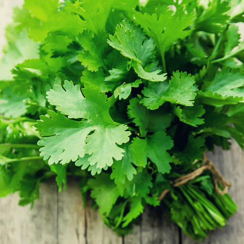 Cilantro, Slow Bolt seeds