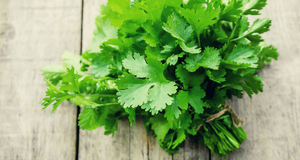 Cilantro, Slow Bolt