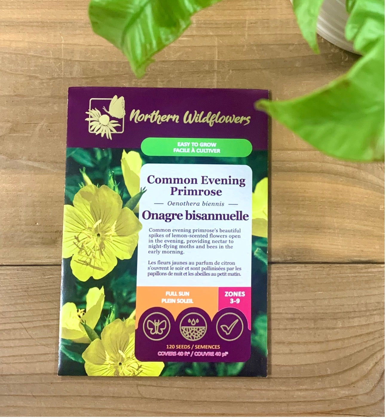 Common Evening Primrose