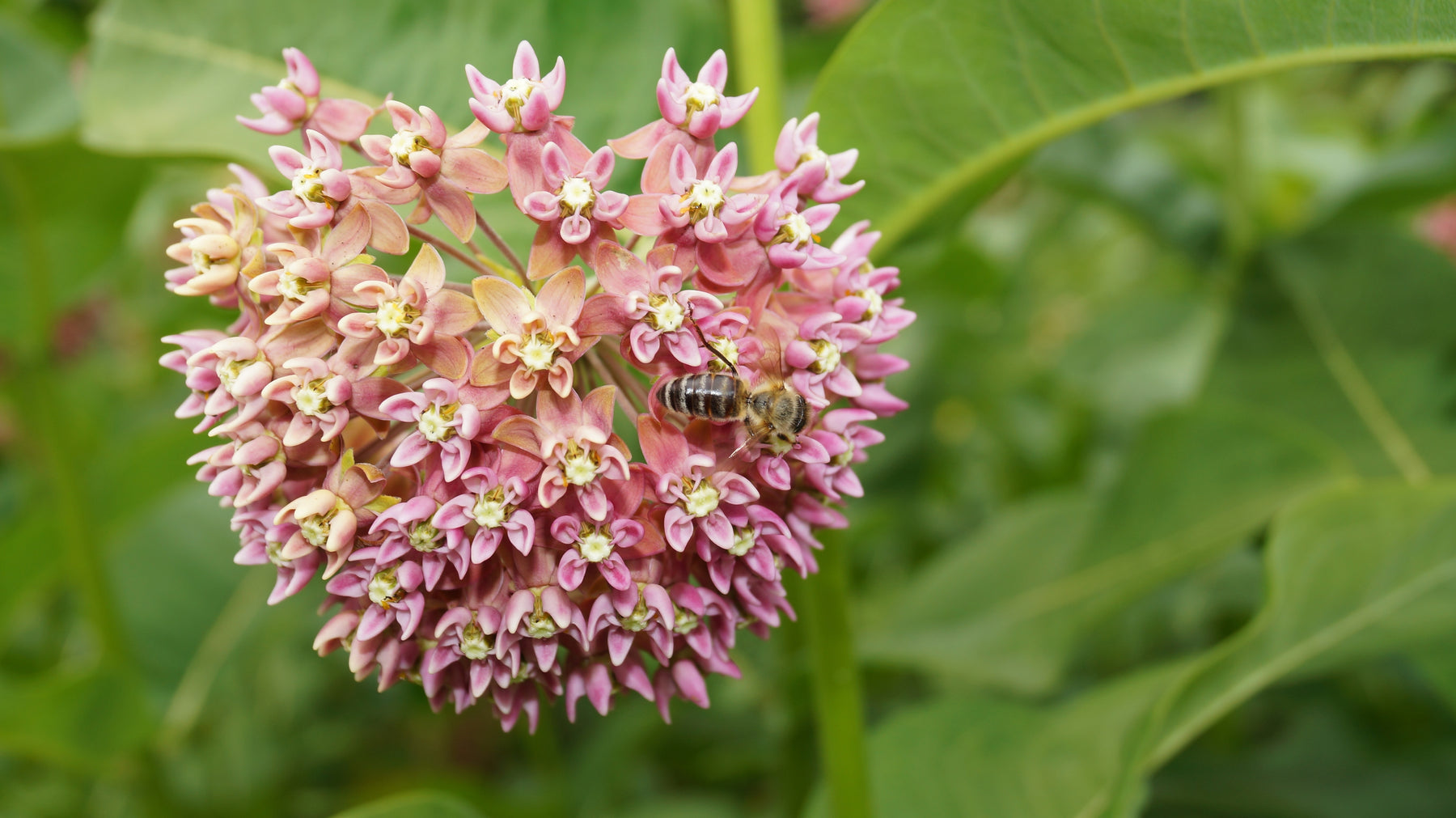 Mélange de semences de fleurs sauvages sec et ensoleillées