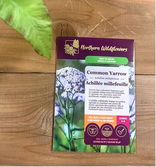 Achillée millefeuille