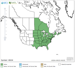 Véronique de Virginie