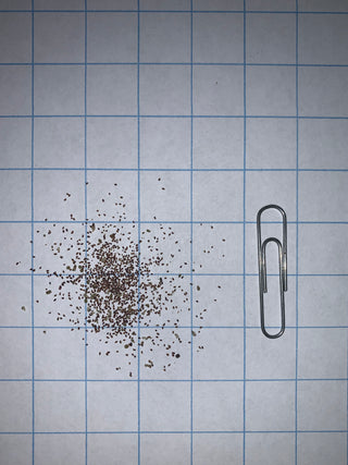 Véronique de Virginie