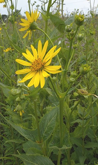 Pour la collection Birds Wildflower