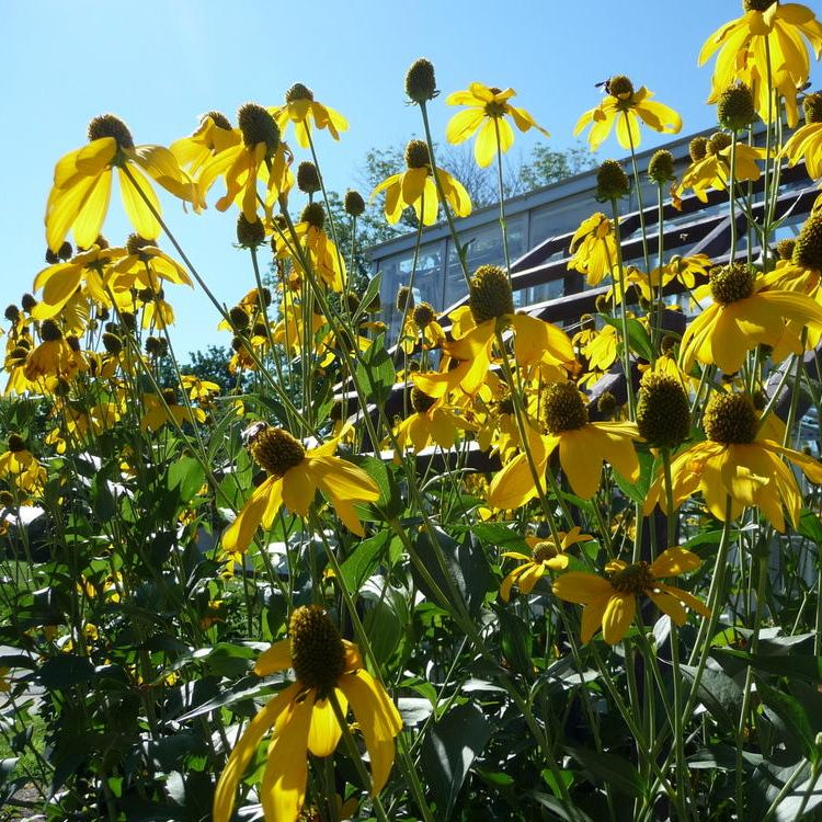 Coneflower Collection