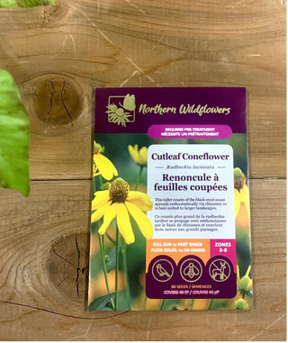Cutleaf Coneflower
