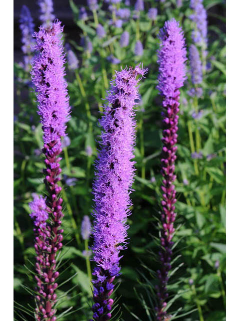 Lakeshore Wildflower Seed Mix