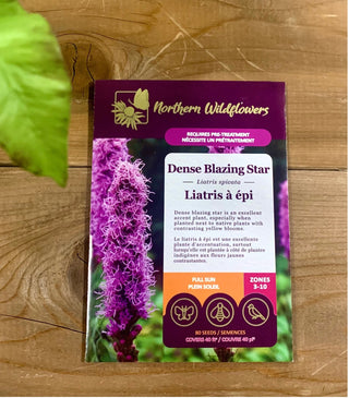Liatris à épi