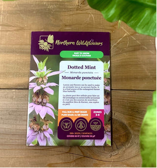 Monarde ponctuée