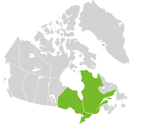 Foxglove Beardtongue