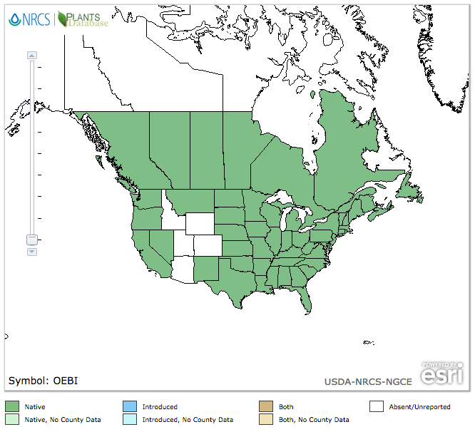 Common Evening Primrose