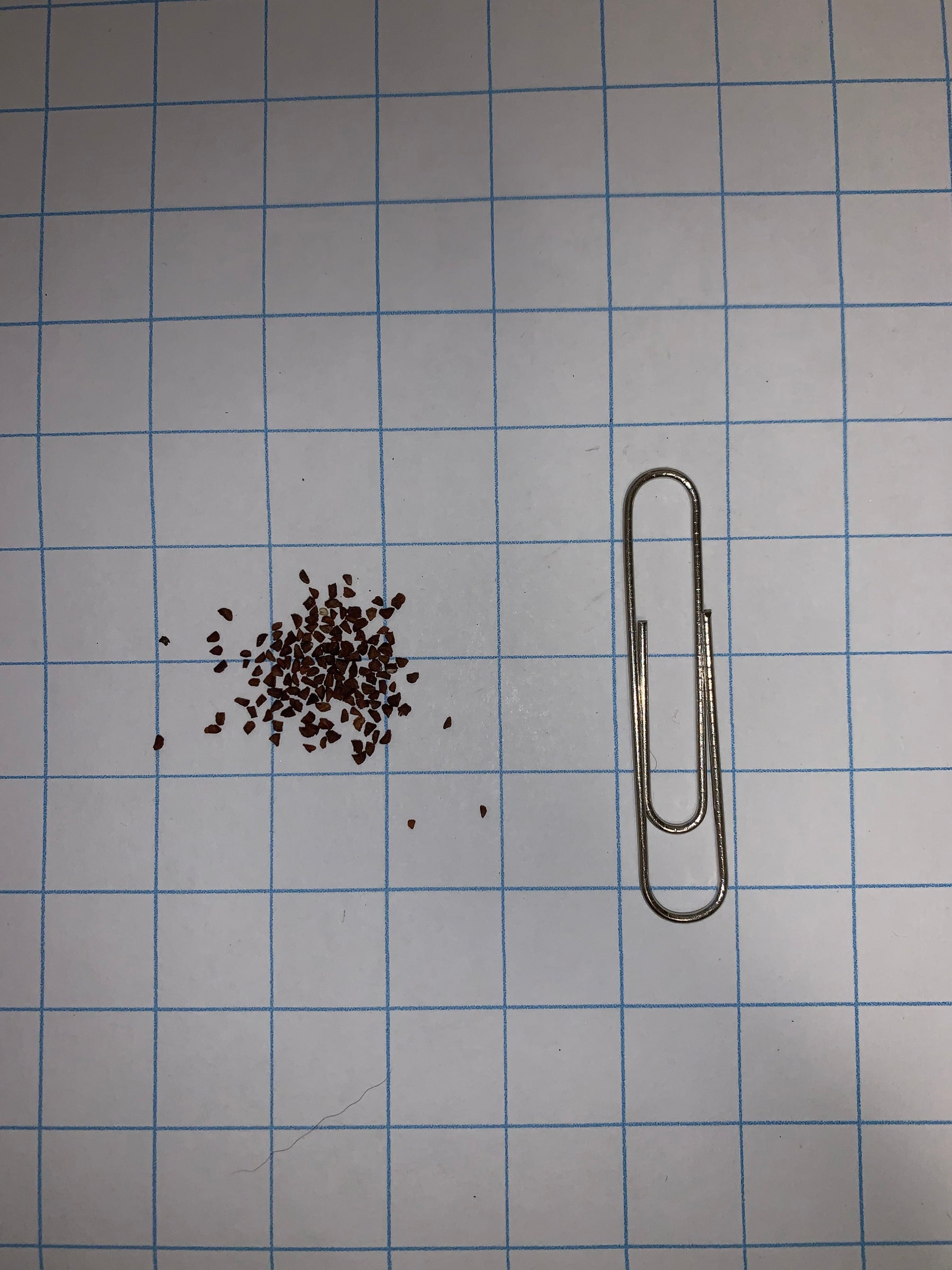 Common Evening Primrose