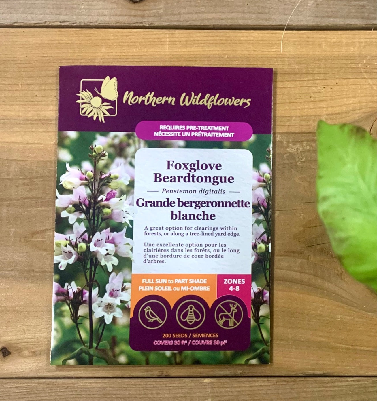 Foxglove Beardtongue