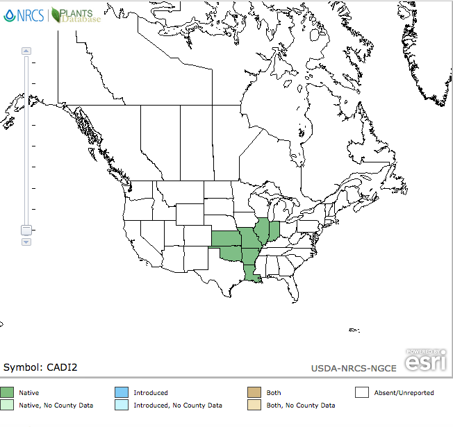 Fringed Poppy Mallow