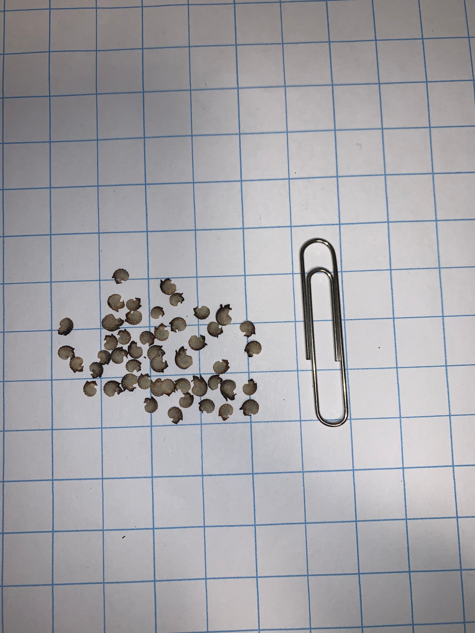 Fringed Poppy Mallow