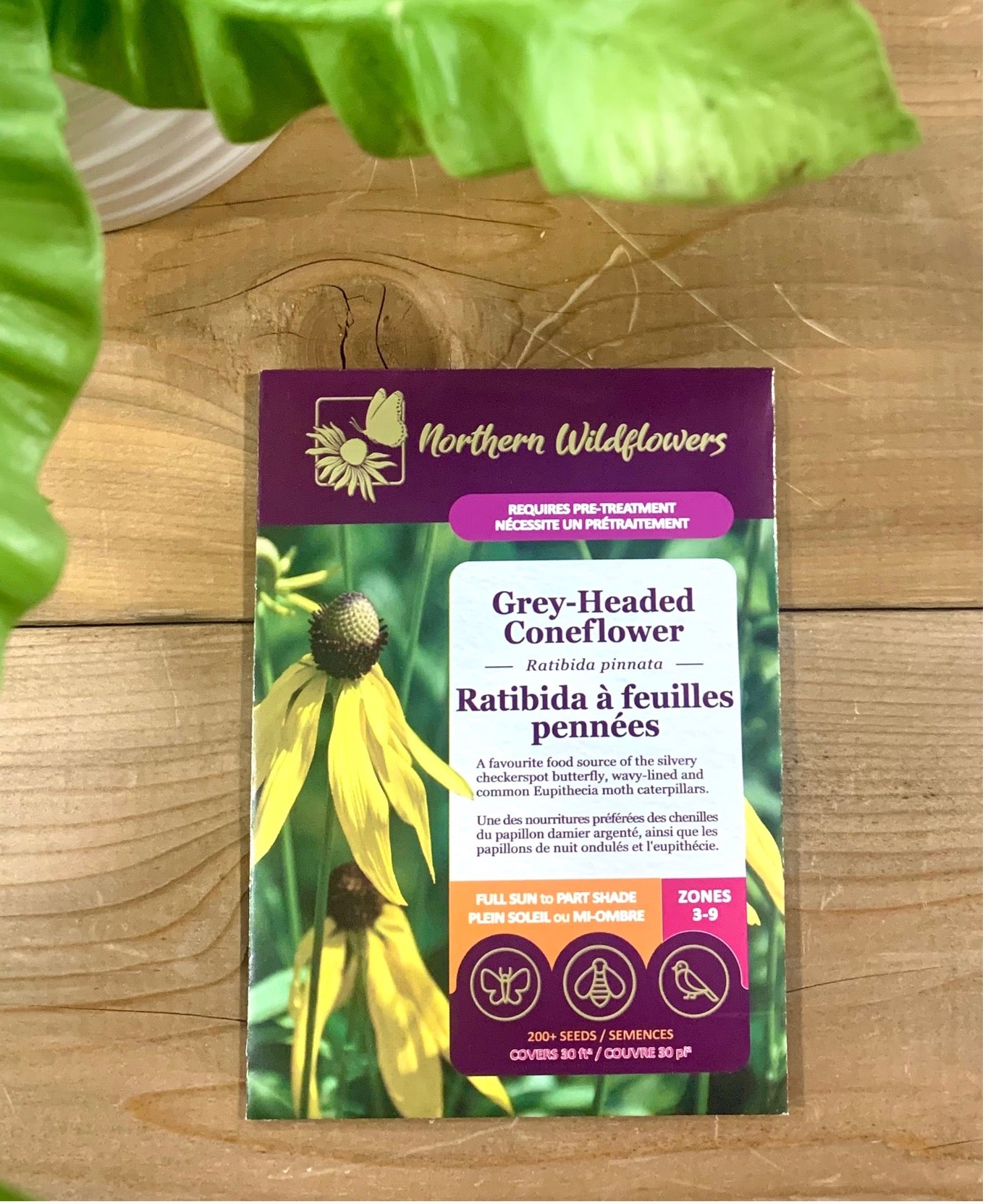 Ratibida à feuilles pennées