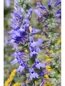 For the Hummingbirds Wildflower Collection