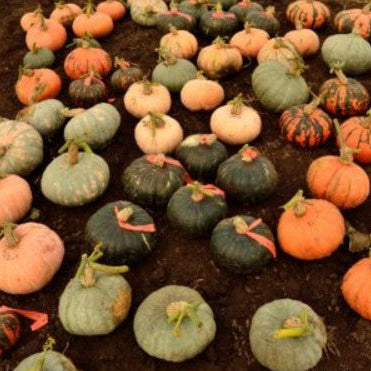 Squash, Homestead GREX Seeds